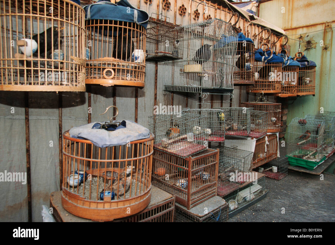 birds in cages at bird market, China, Beijing Stock Photo Alamy