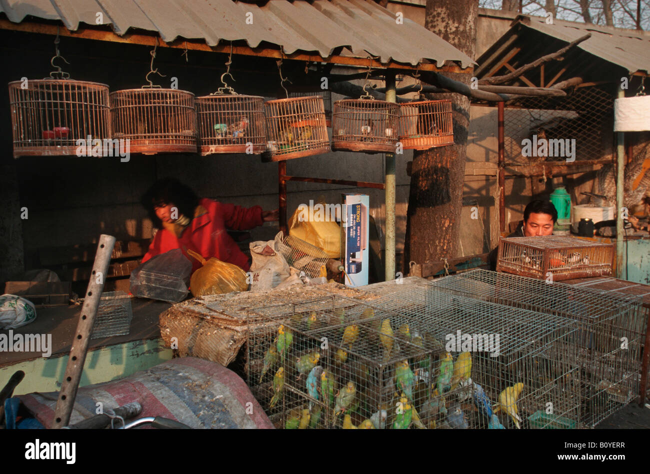 birds in cages at bird market, China, Beijing Stock Photo Alamy