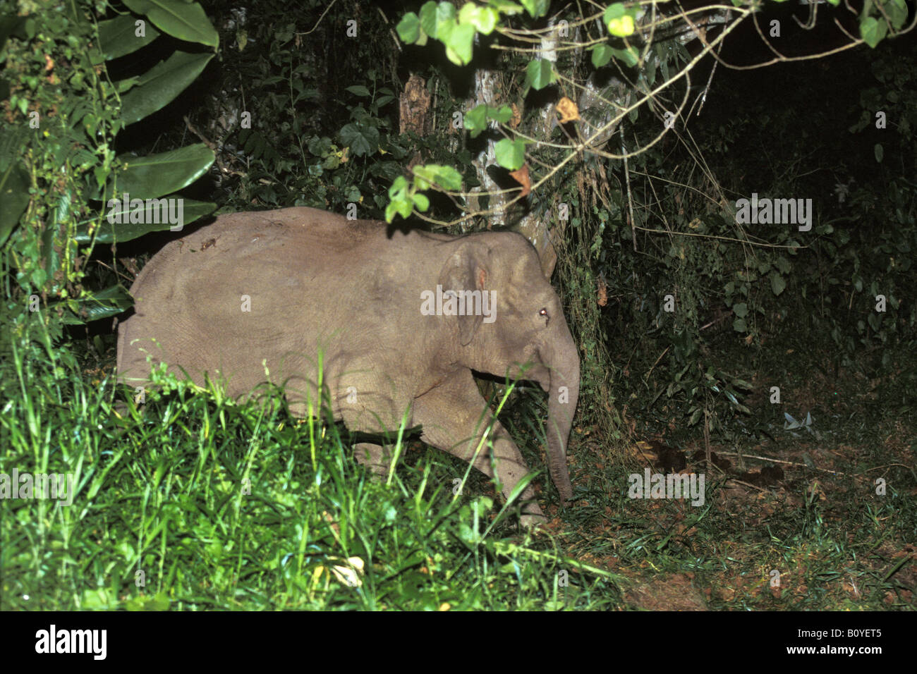 Bornes Dwarf Elephant (Elephas maximus borneensis), new discovered subspecies, Indonesia, Borneo Stock Photo