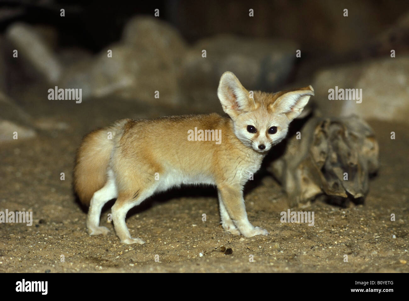 Fennec fox night hi-res stock photography and images - Alamy