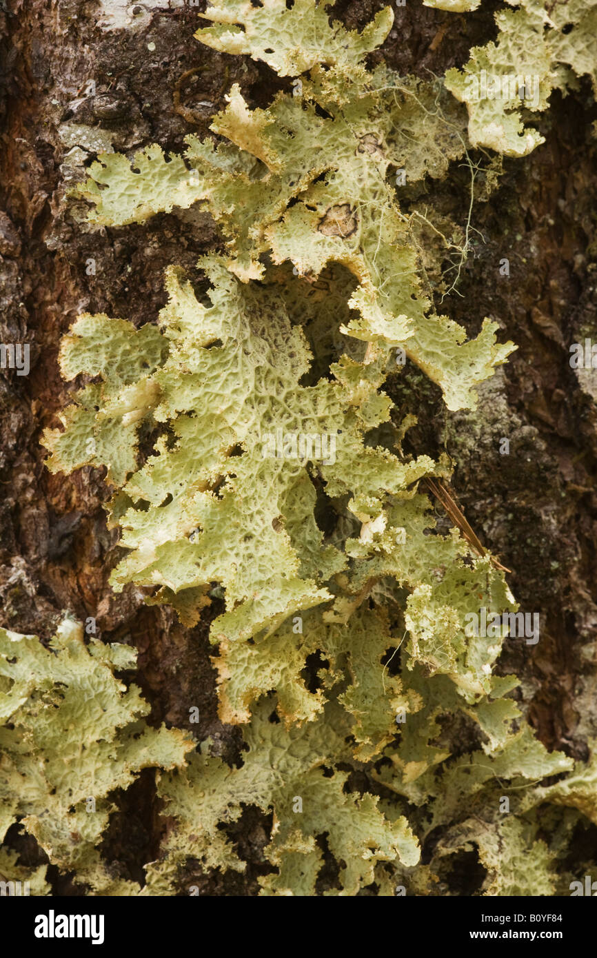 A lung lichen Cascade Mountains Oregon United States Stock Photo