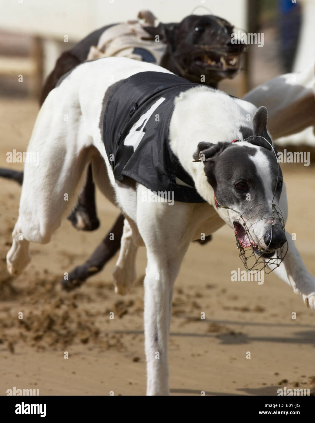 Greyhound dog racing Stock Photo - Alamy
