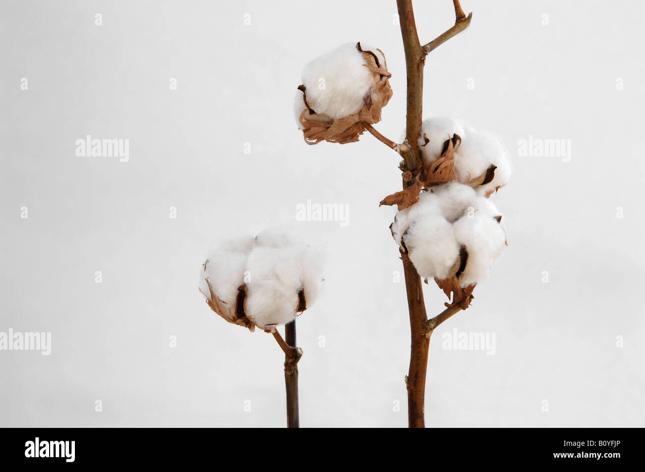 Cotton boll stem (Gossypium) close-up Stock Photo