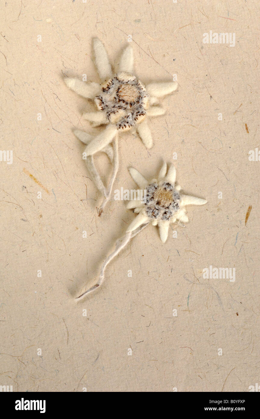 Edelweiss flowers Leontopodium alpinum) Stock Photo