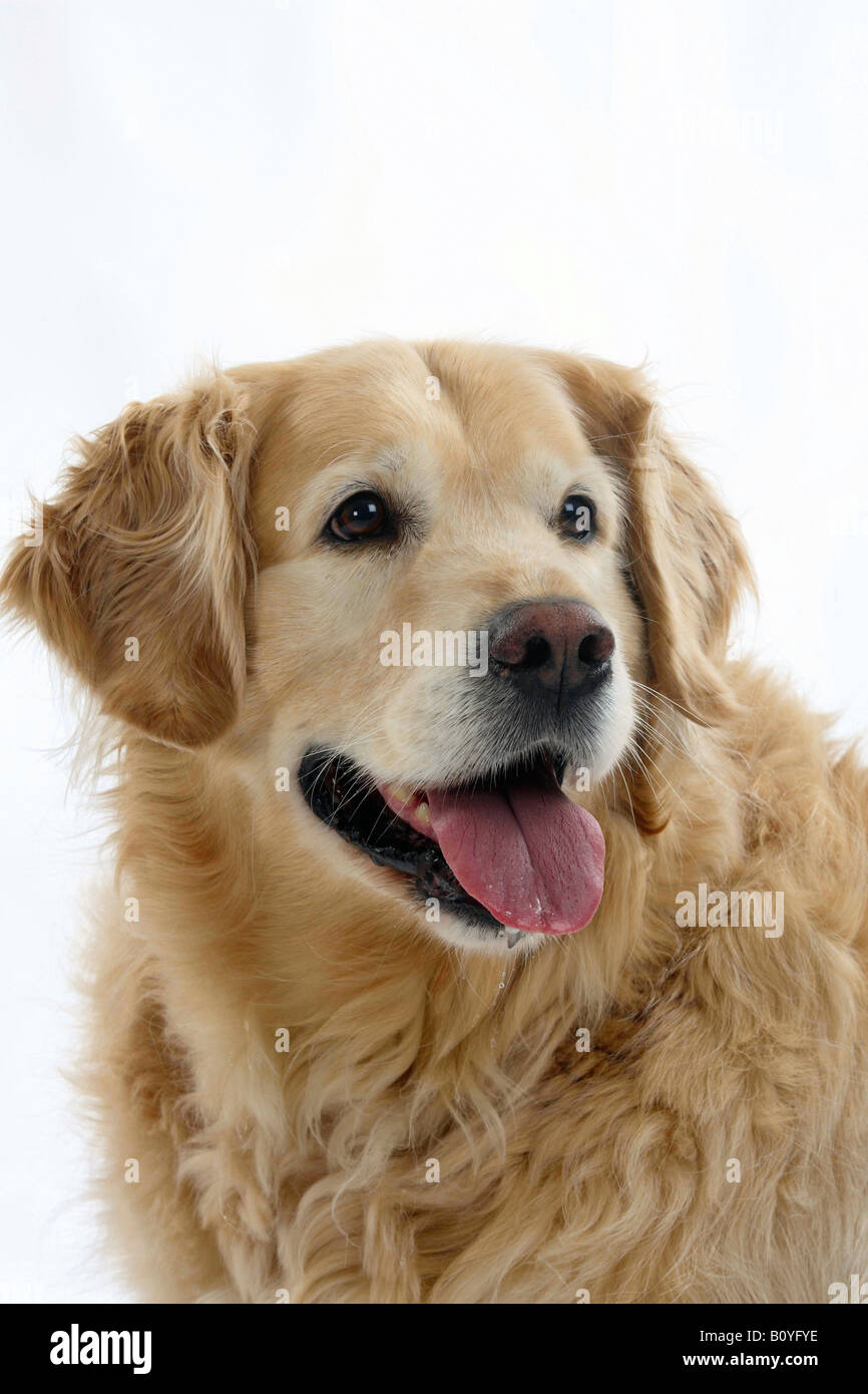 Golden retriever head shot hi-res stock photography and images - Alamy