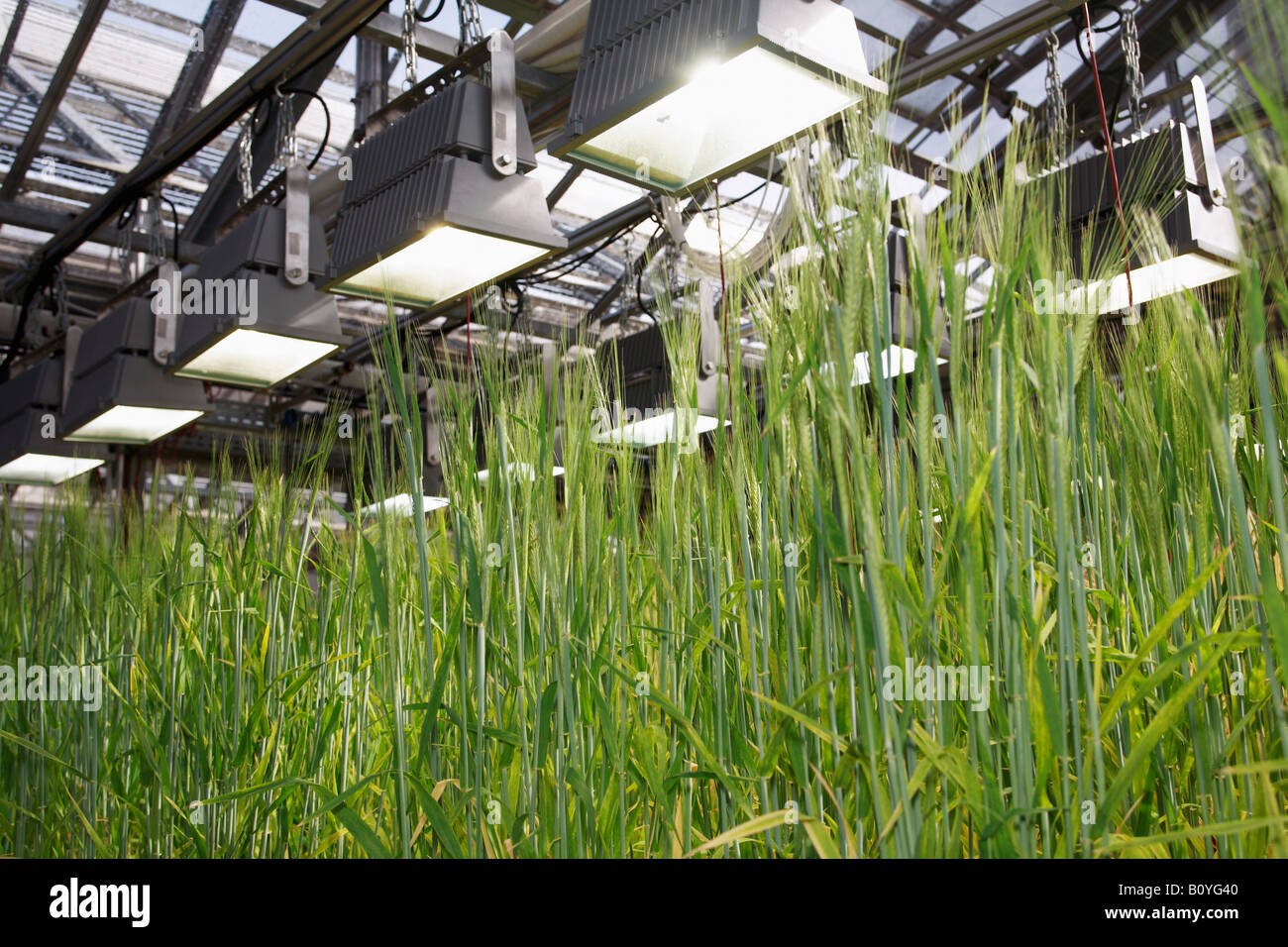Barley (Hordeum vulgare), panicles, close up Stock Photo