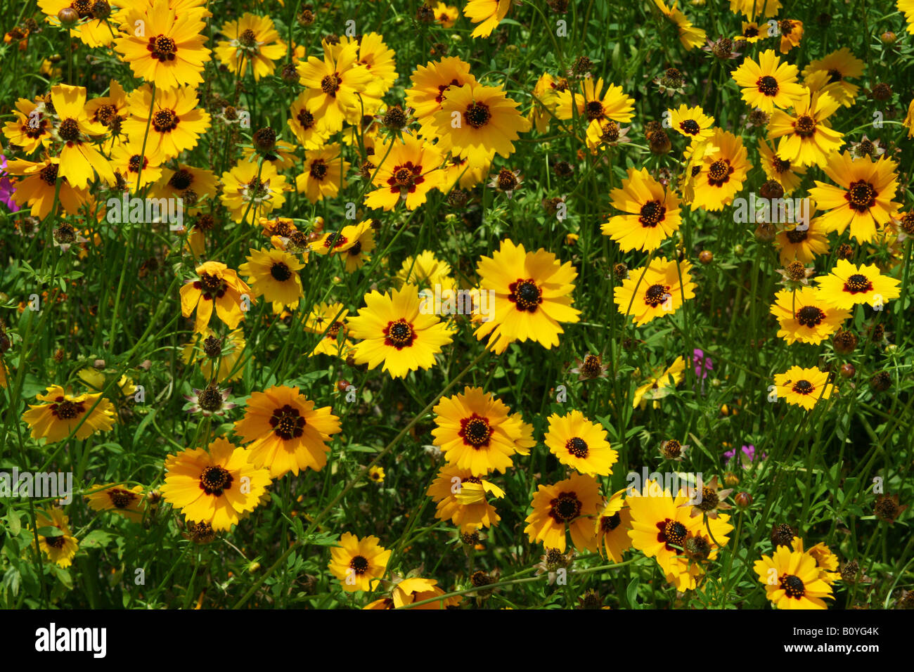 Coreopsis Flowers Southeast United States Stock Photo Alamy