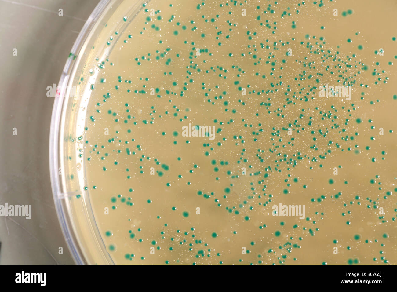 Antibiotics in Petri dish Stock Photo