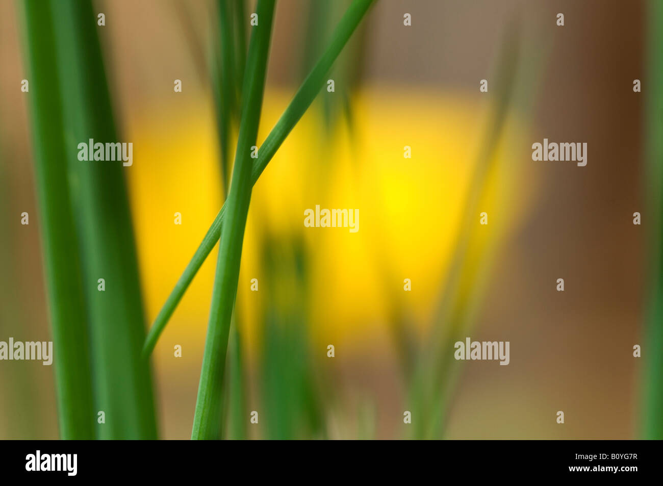 Blades of grass, closeup Stock Photo Alamy