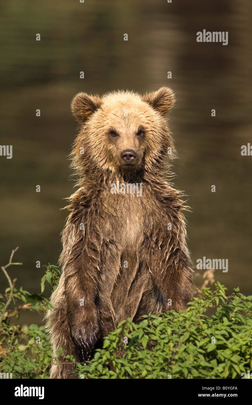 European Brown bear (Ursus arctos Stock Photo - Alamy