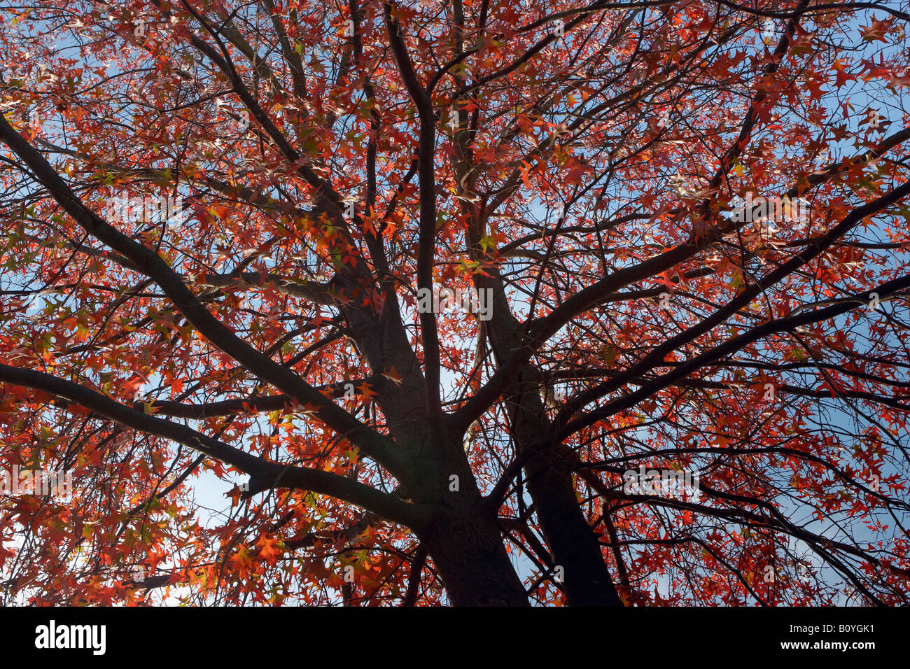 A red oak tree against a blue sky in autumn Stock Photo - Alamy