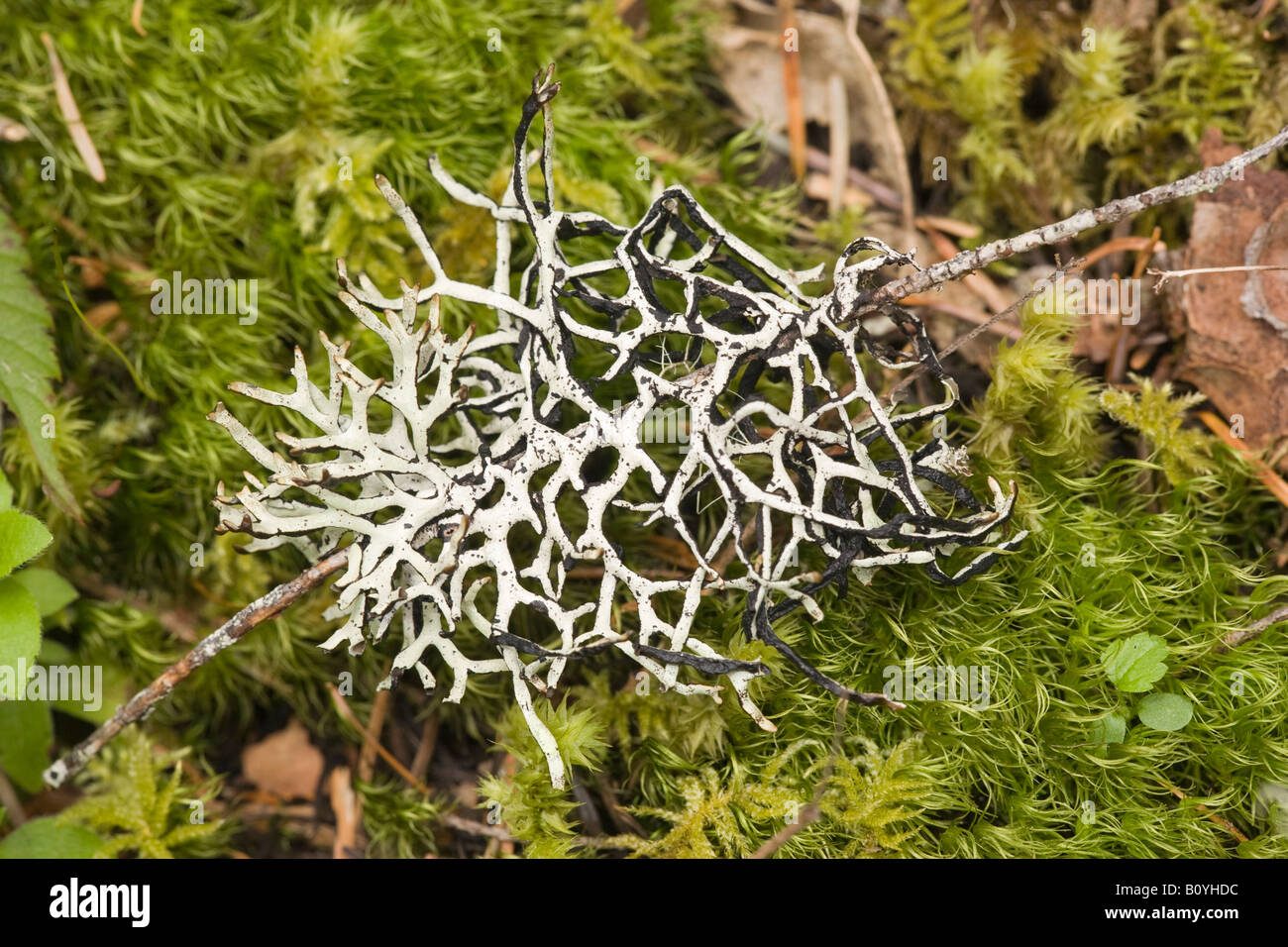 A tube lichen Cascade Mountains Oregon United States Stock Photo