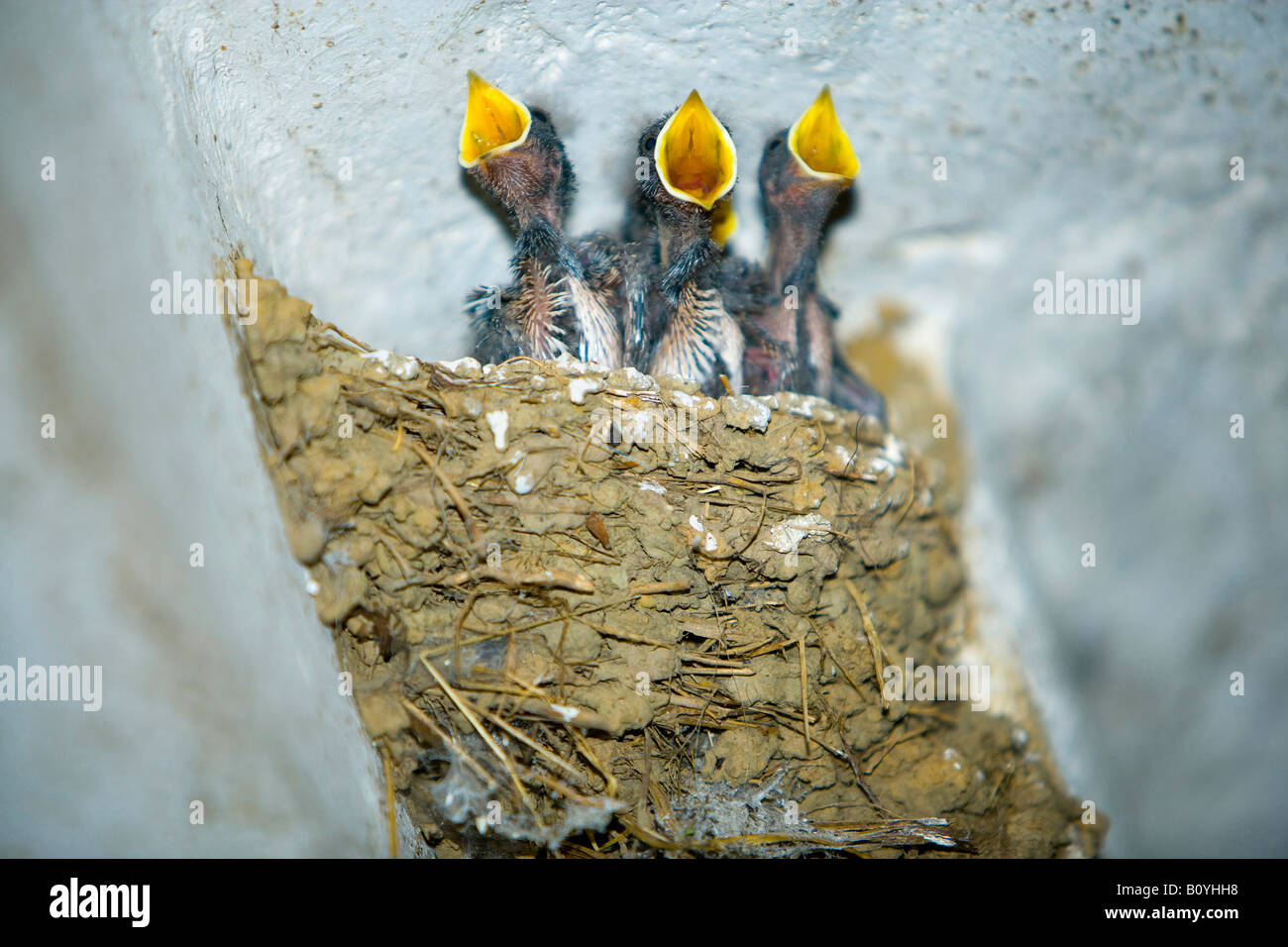Swallow s nest hires stock photography and images Alamy
