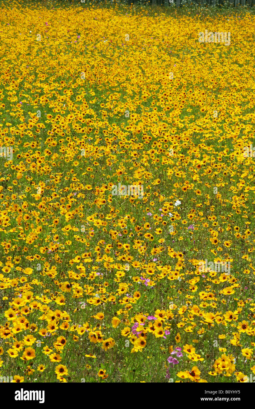 Coreopsis Flowers Southeast United States Stock Photo Alamy