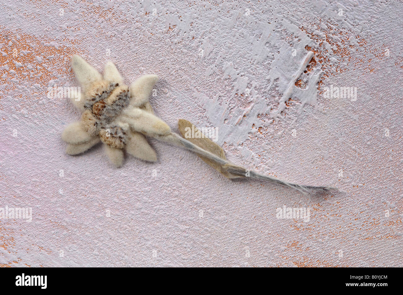 Edelweiss flower (Leontopodium alpinum) Stock Photo