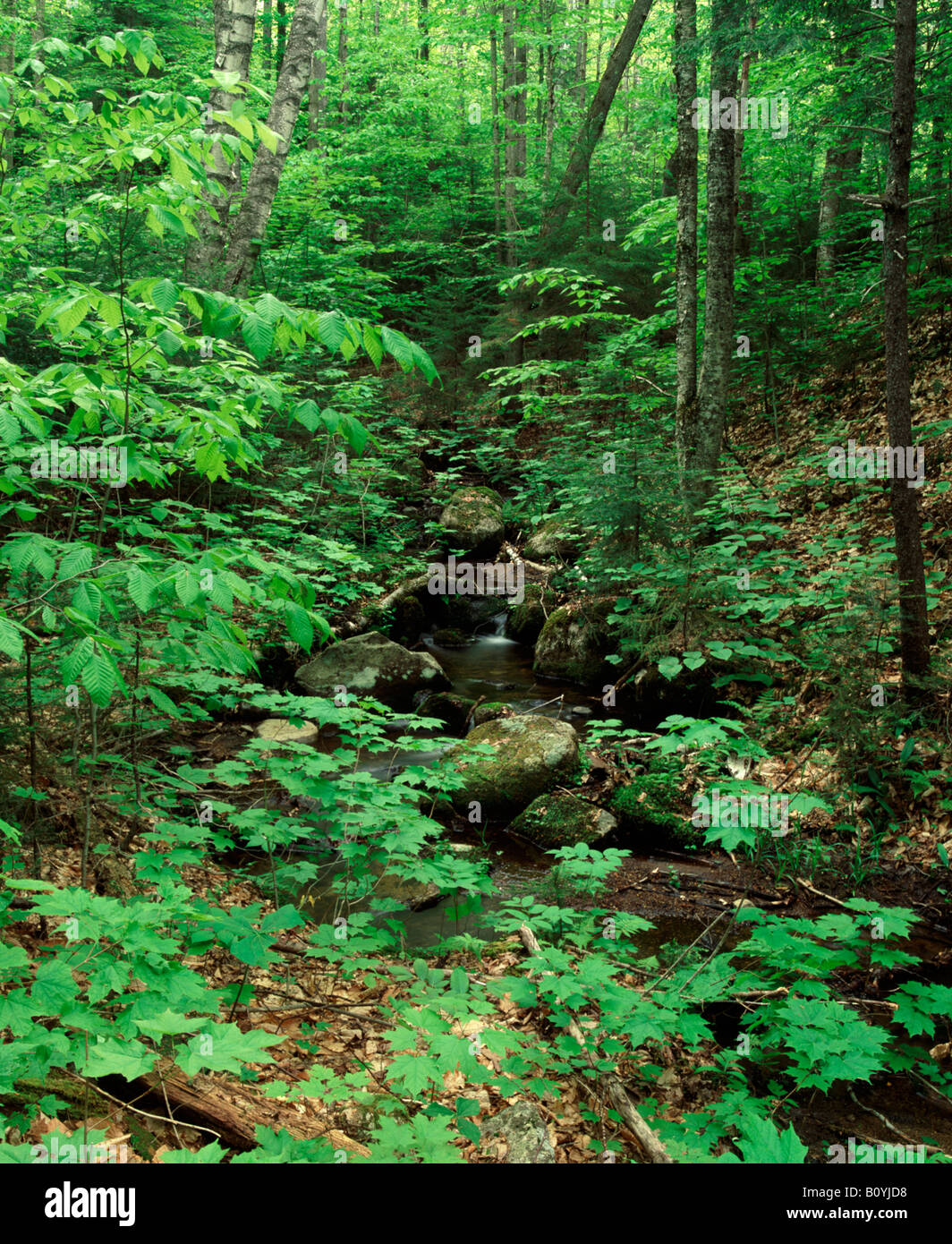 brook in woodland along Black Pond Trail, White Mountain National