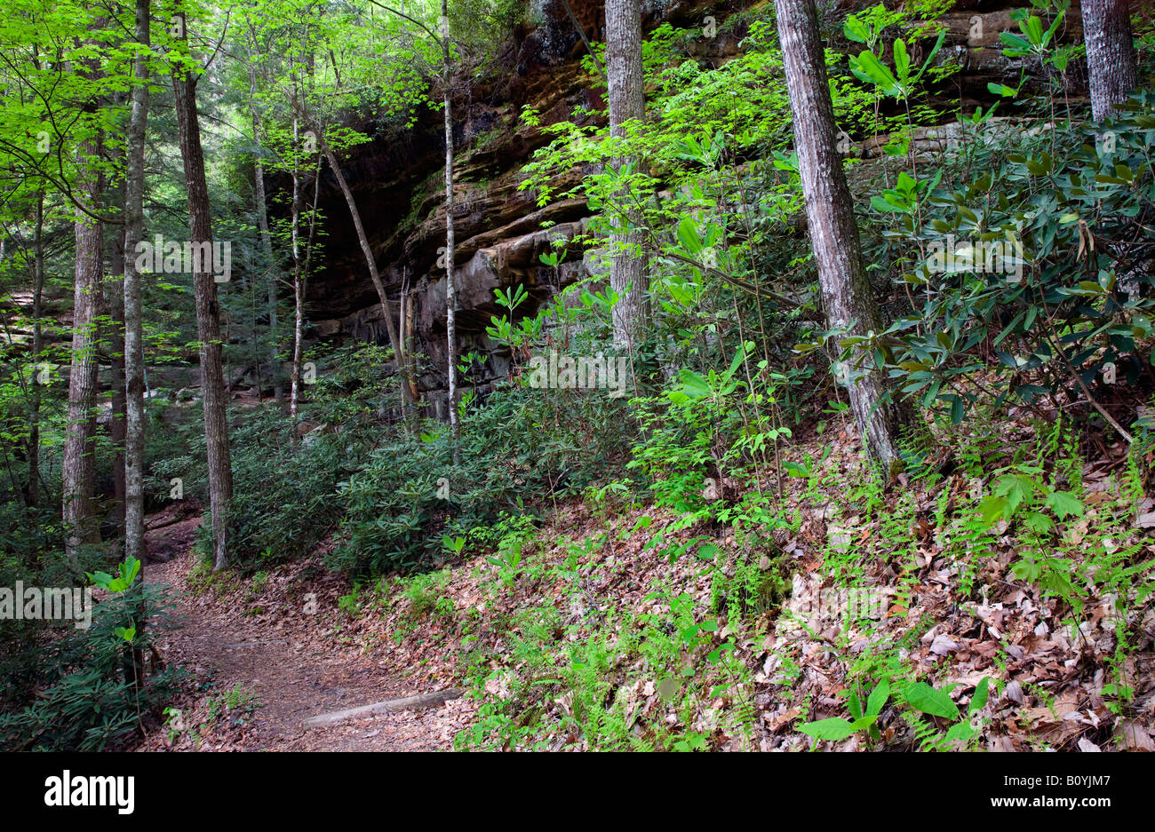 trail, Big South Fork National River and Recreation Area, Tennessee Stock Photo