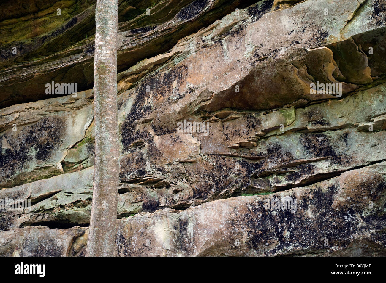 tree and cliff, Big South Fork National River & Recreation Area, Tennessee Stock Photo