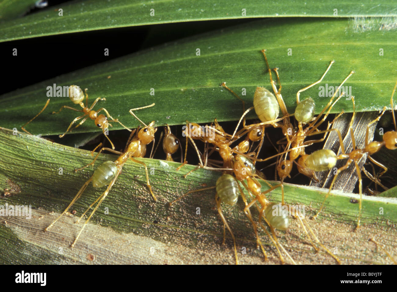 Australian ant nest hi-res stock photography and images - Alamy