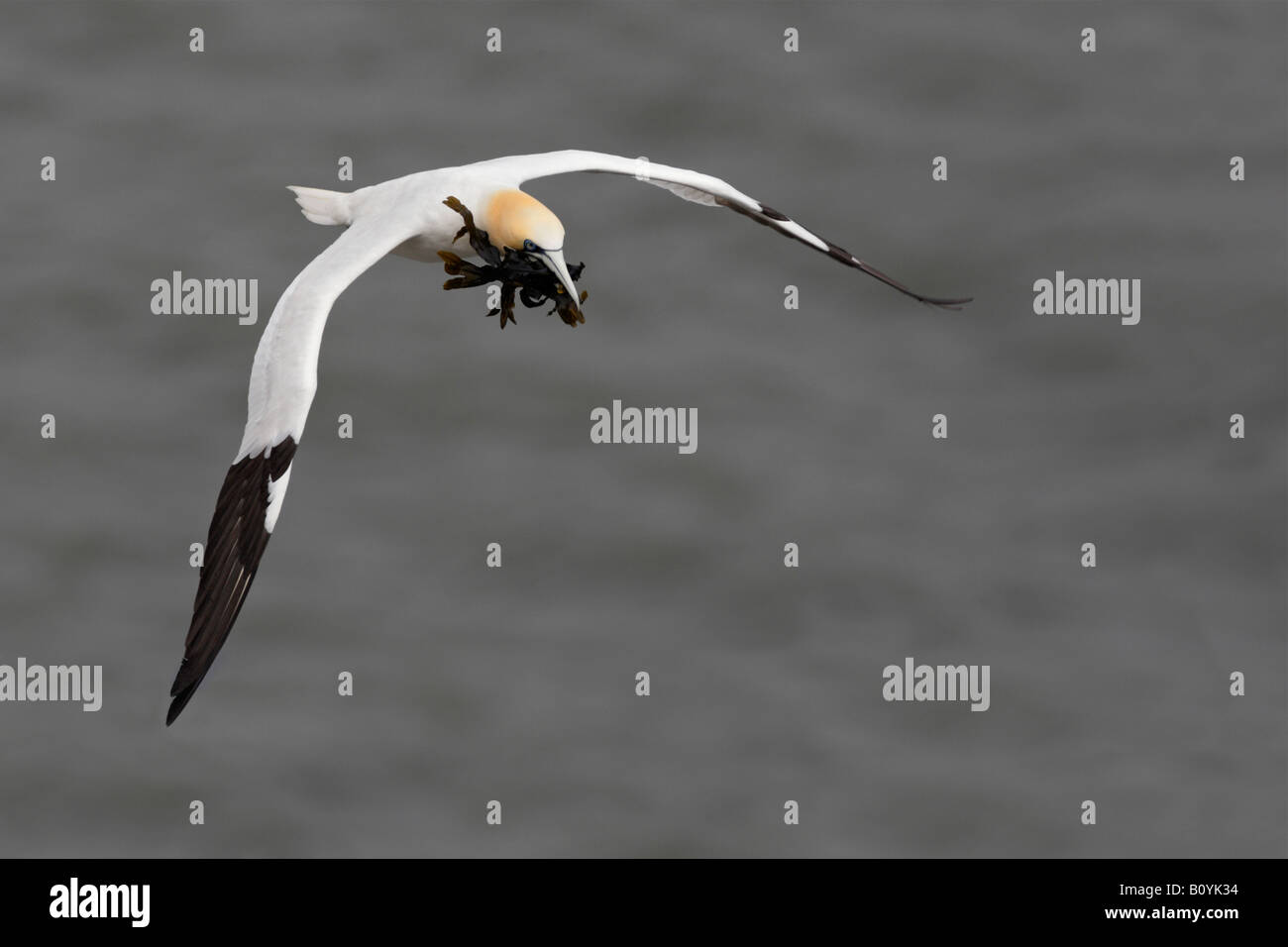 Gannet Morus bassanus in flight Bempton Cliffs Yorkshire with nest material Stock Photo