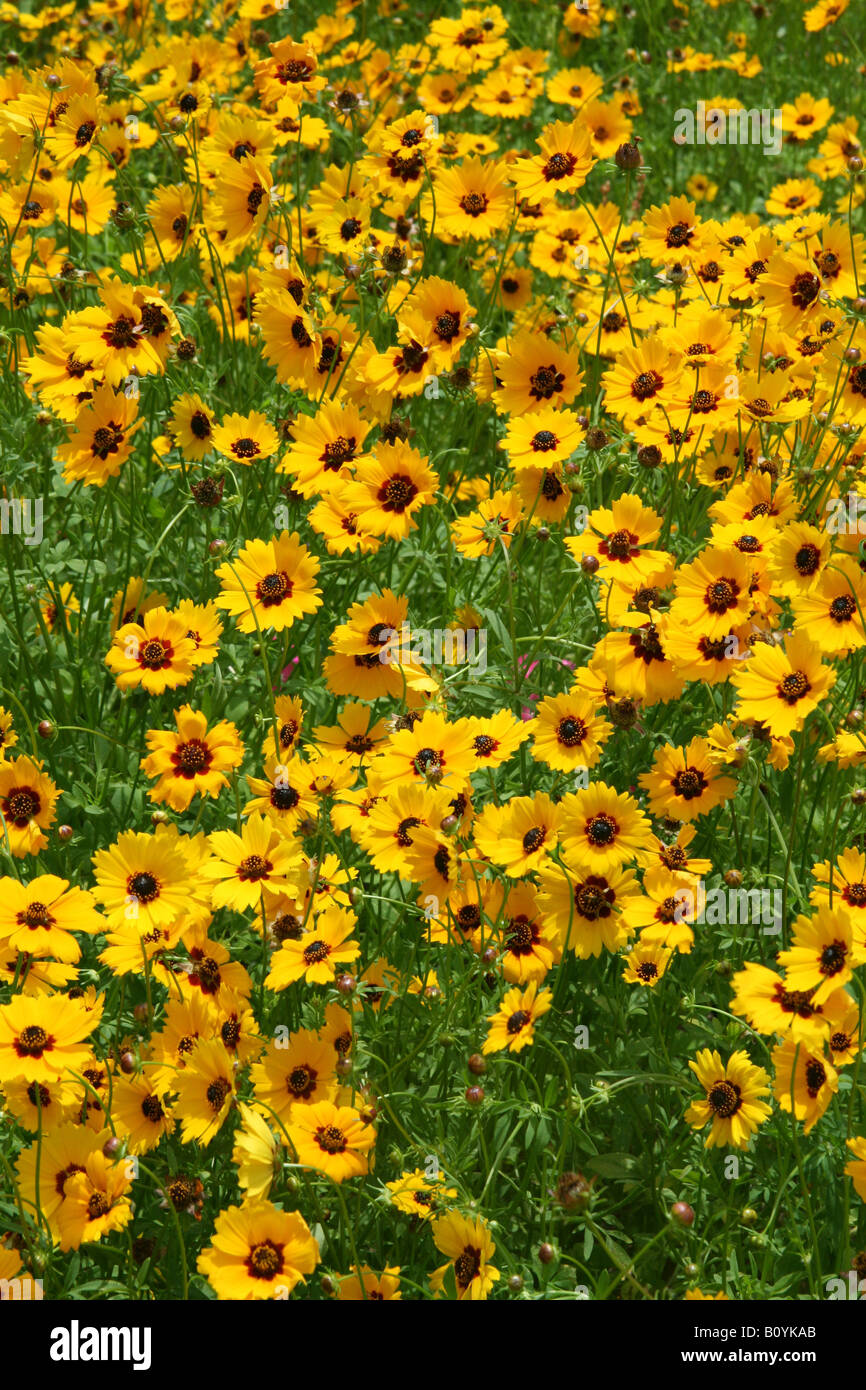 Coreopsis Flowers Southeast United States Stock Photo