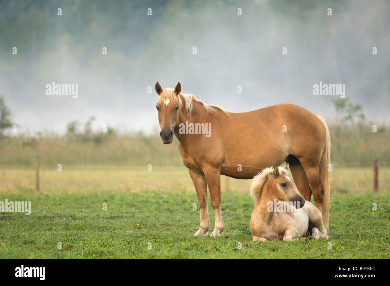 Haflinger horse and foal standing in pasture Stock Photo