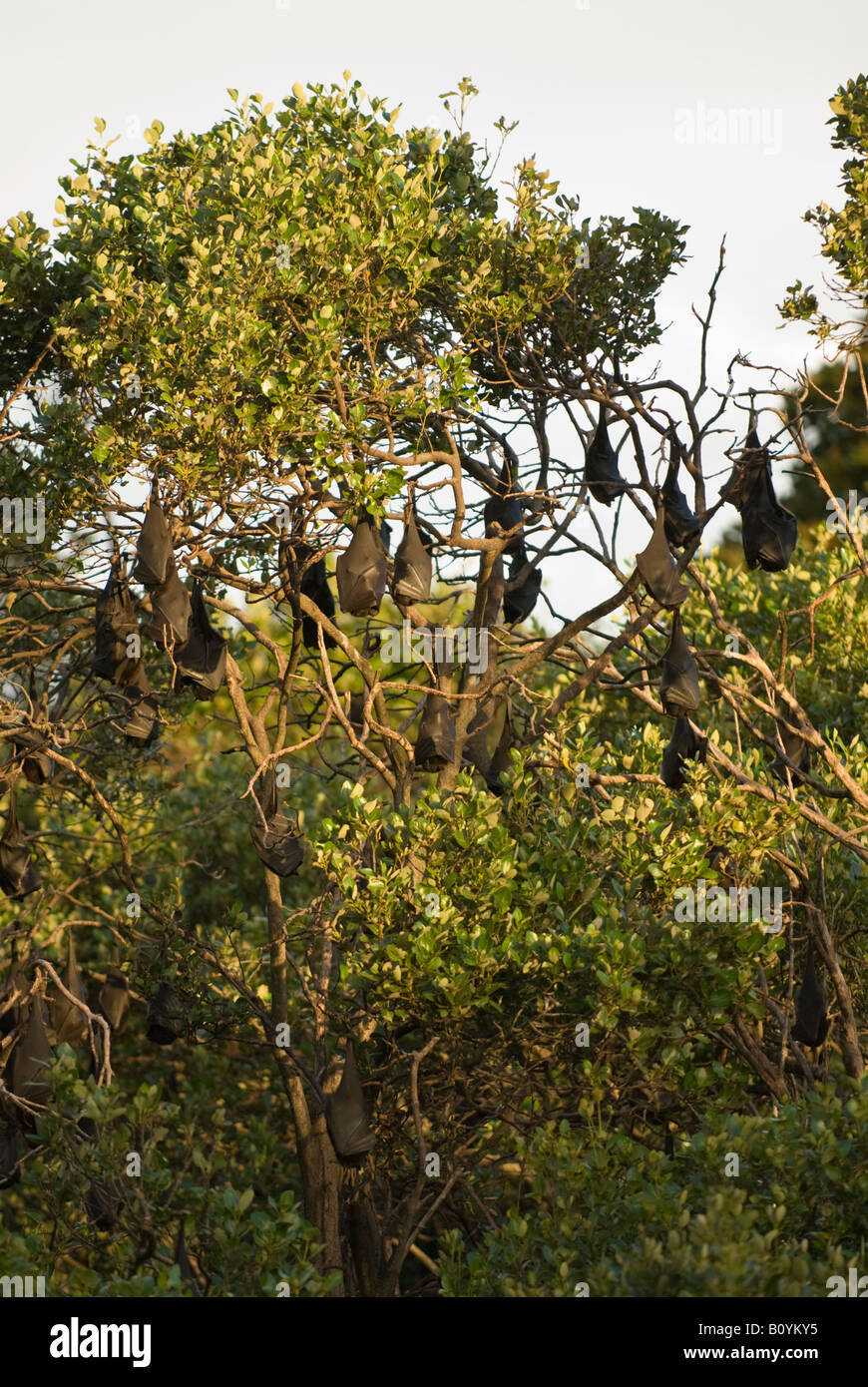 Australian native bats hires stock photography and images Alamy