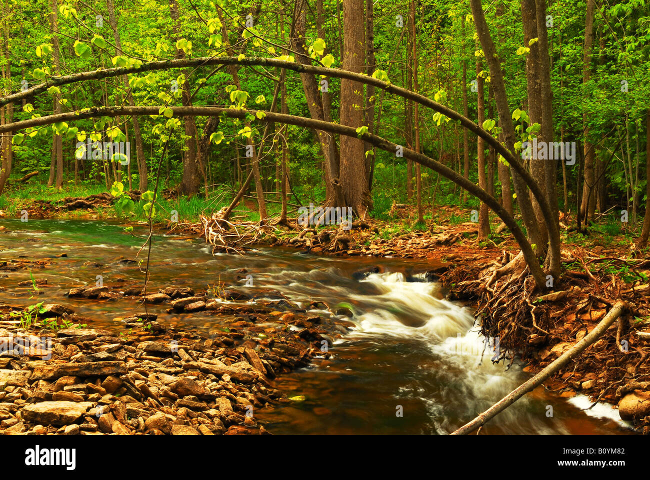 Beautiful landscape of a river flowing over rocks in green forest Stock ...