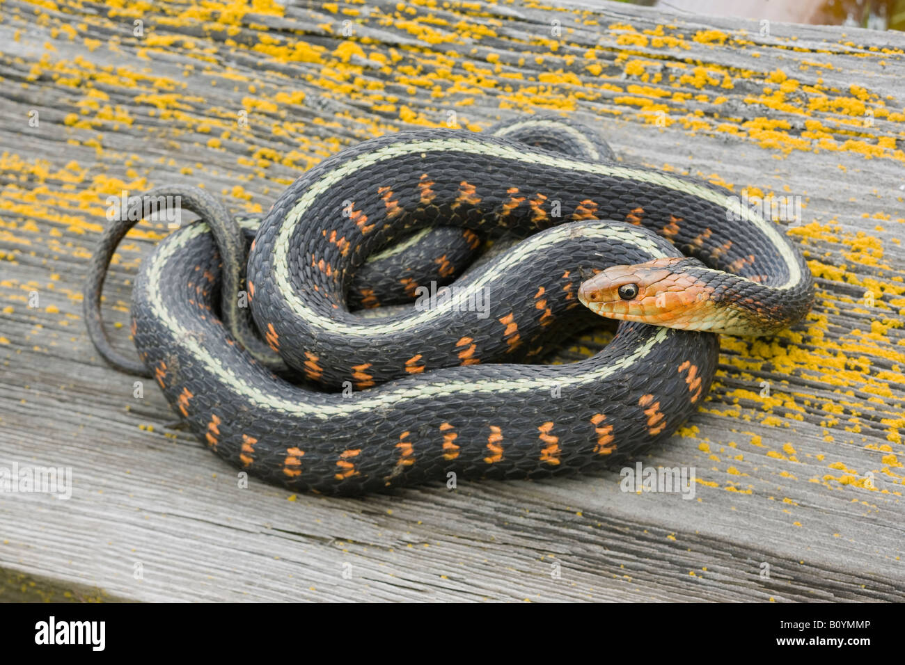 Red spotted Garter Snake Thamnophis sirtalis concinnus Wilamette Valley Oregon United States Stock Photo