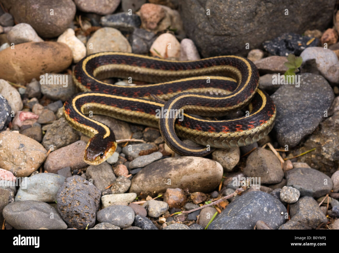 Valley Garter Snake Thamnophis sirtalis fitchi Cascade Mountains Oregon United States Stock Photo