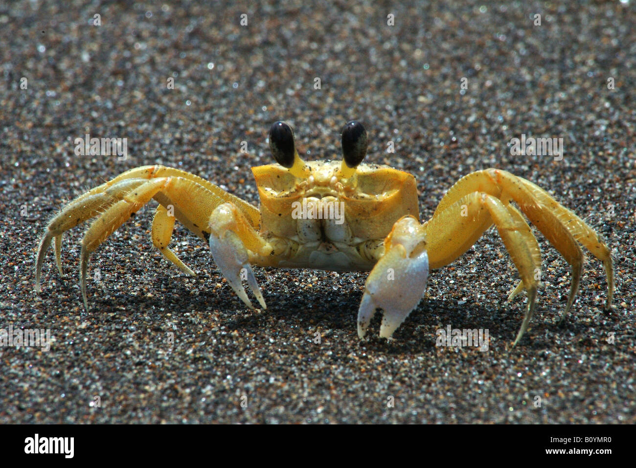 crab crustacea seashore sea sand chele granchio crostacei Tortughero Costarica mar dei Caraibi Stock Photo