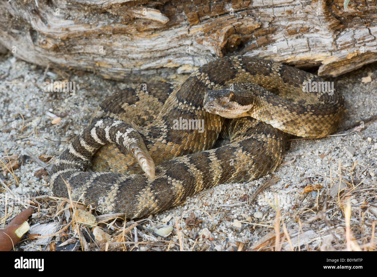 northern pacific rattlesnake