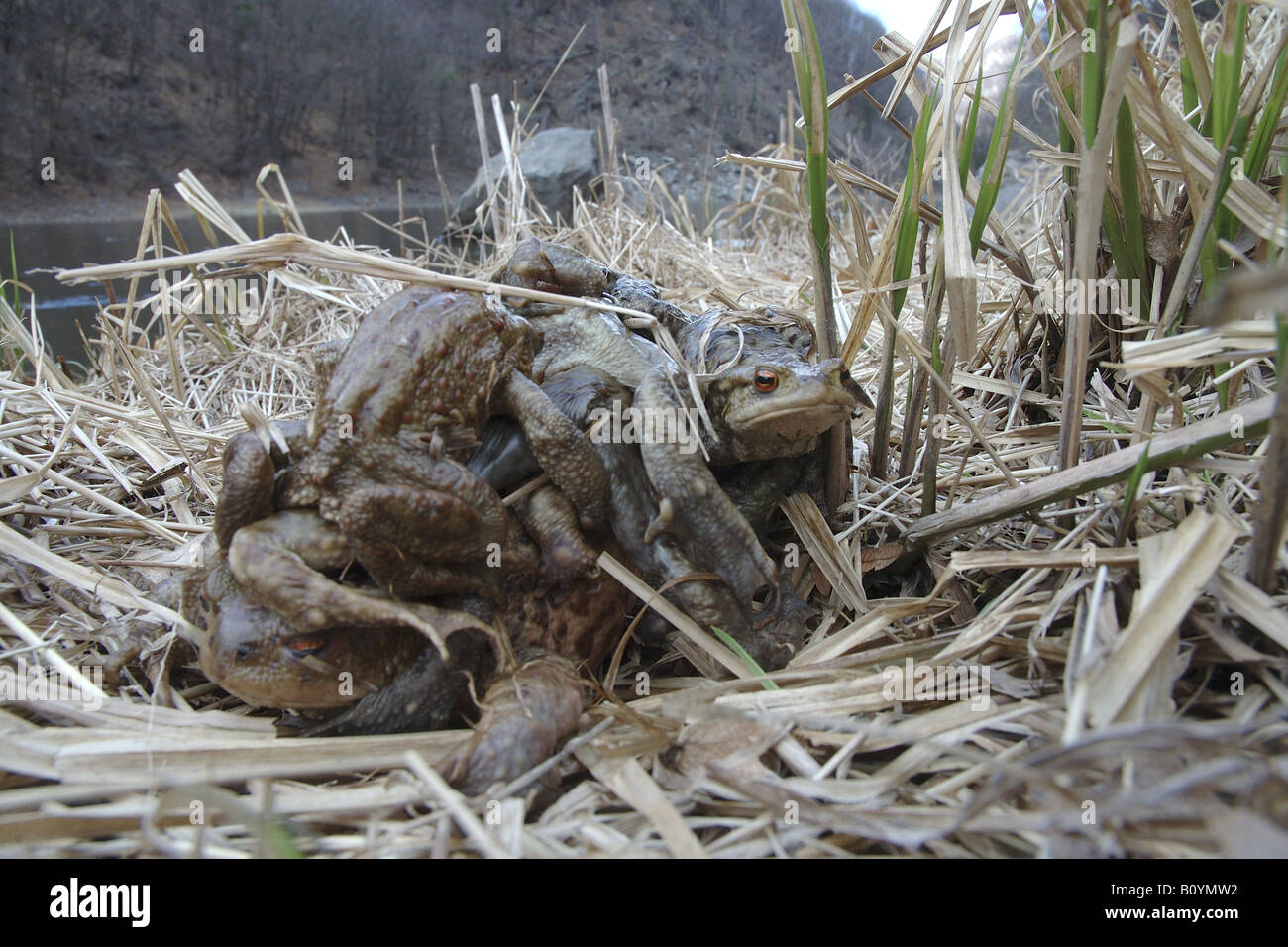 toad rospi comuni Bufo bufo una femmina con molti maschi lotta lotta per l accoppiamento lago lago S Agostino Valsesia Piemonte Stock Photo