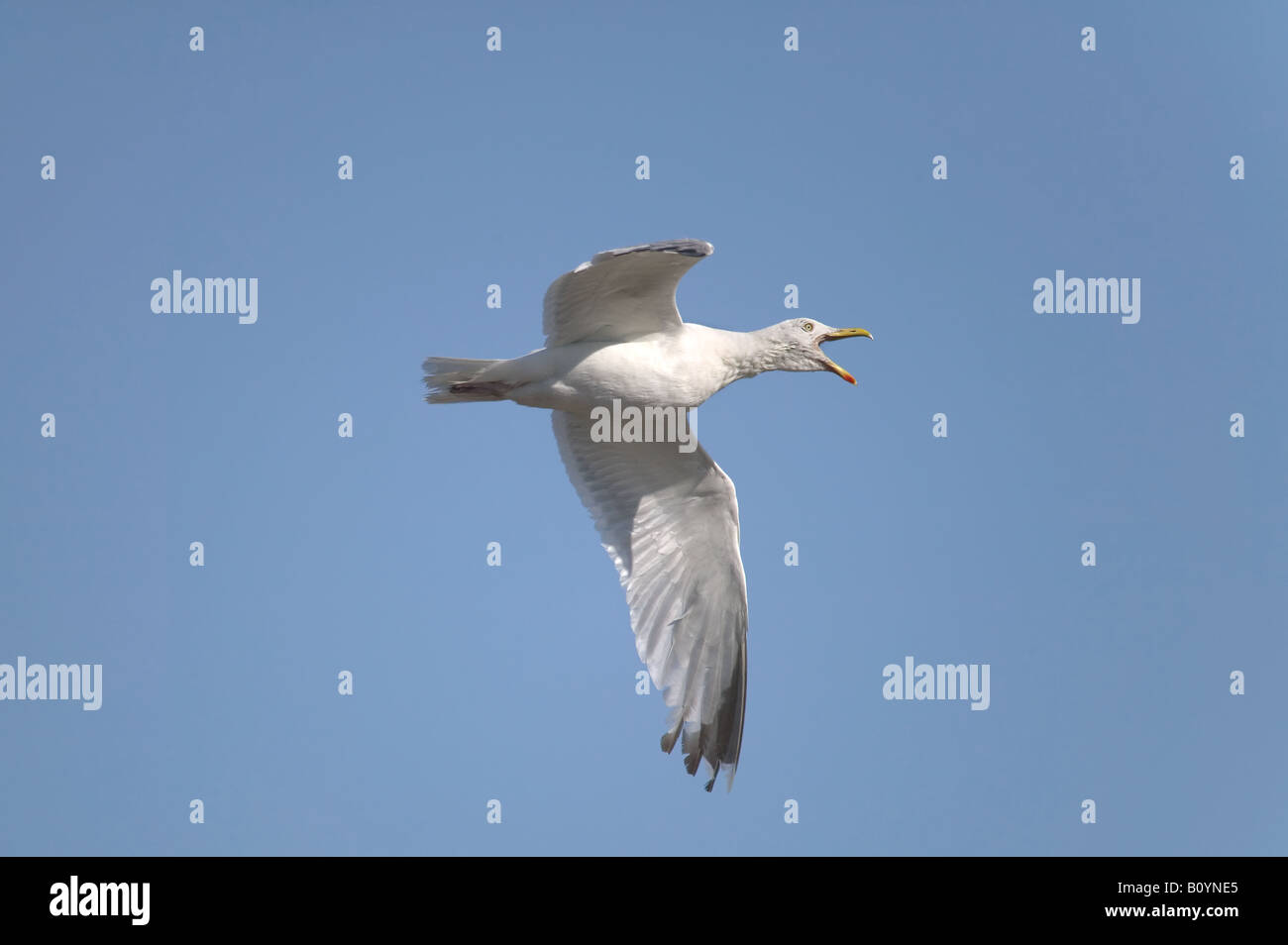 Herring Gull Larus argentatus in flight Stock Photo