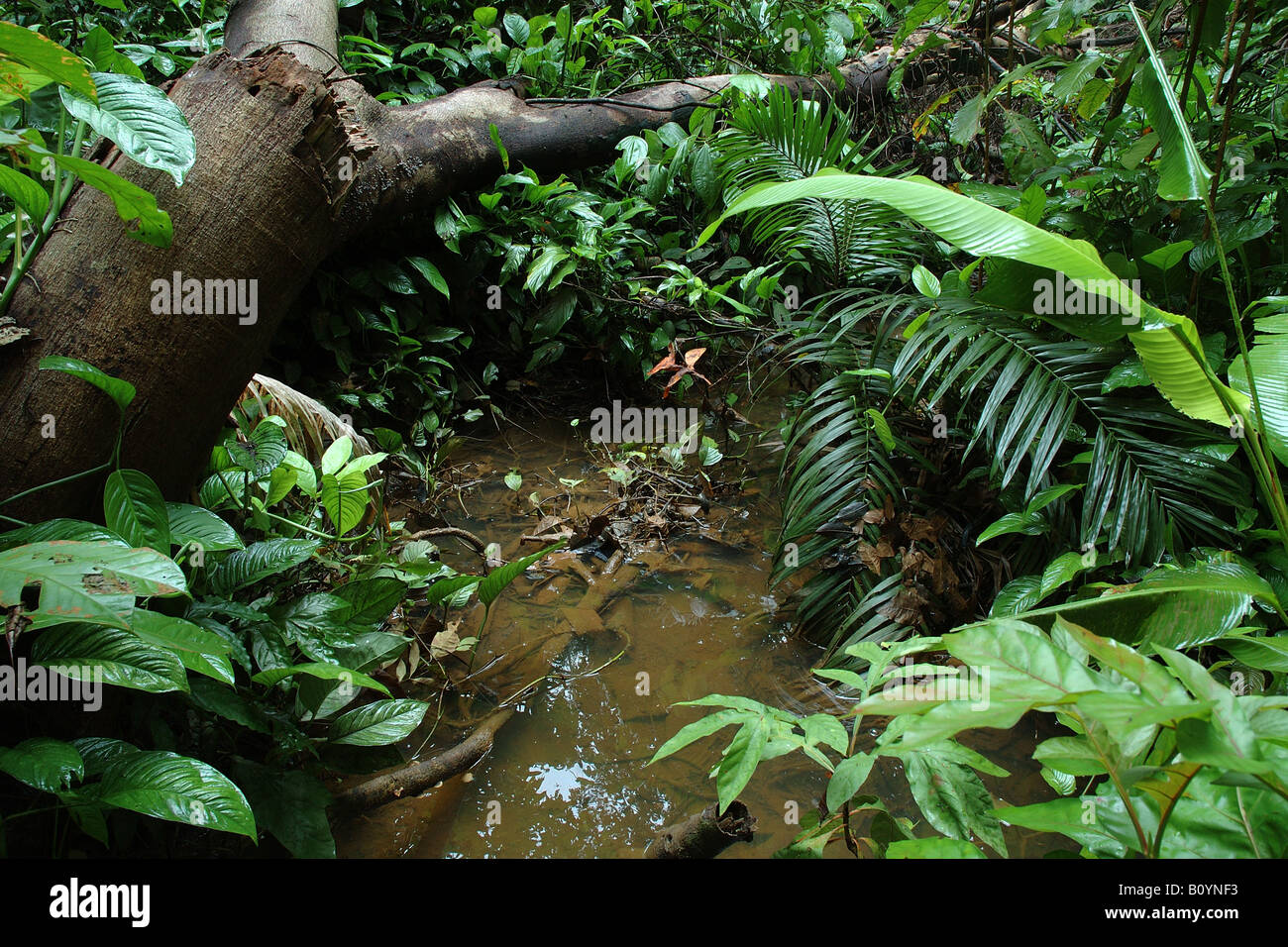 landscape water tropical creek paesaggio ruscello Hacienda Barù Dominical Costarica rain forest foresta pluviale foresta tropica Stock Photo