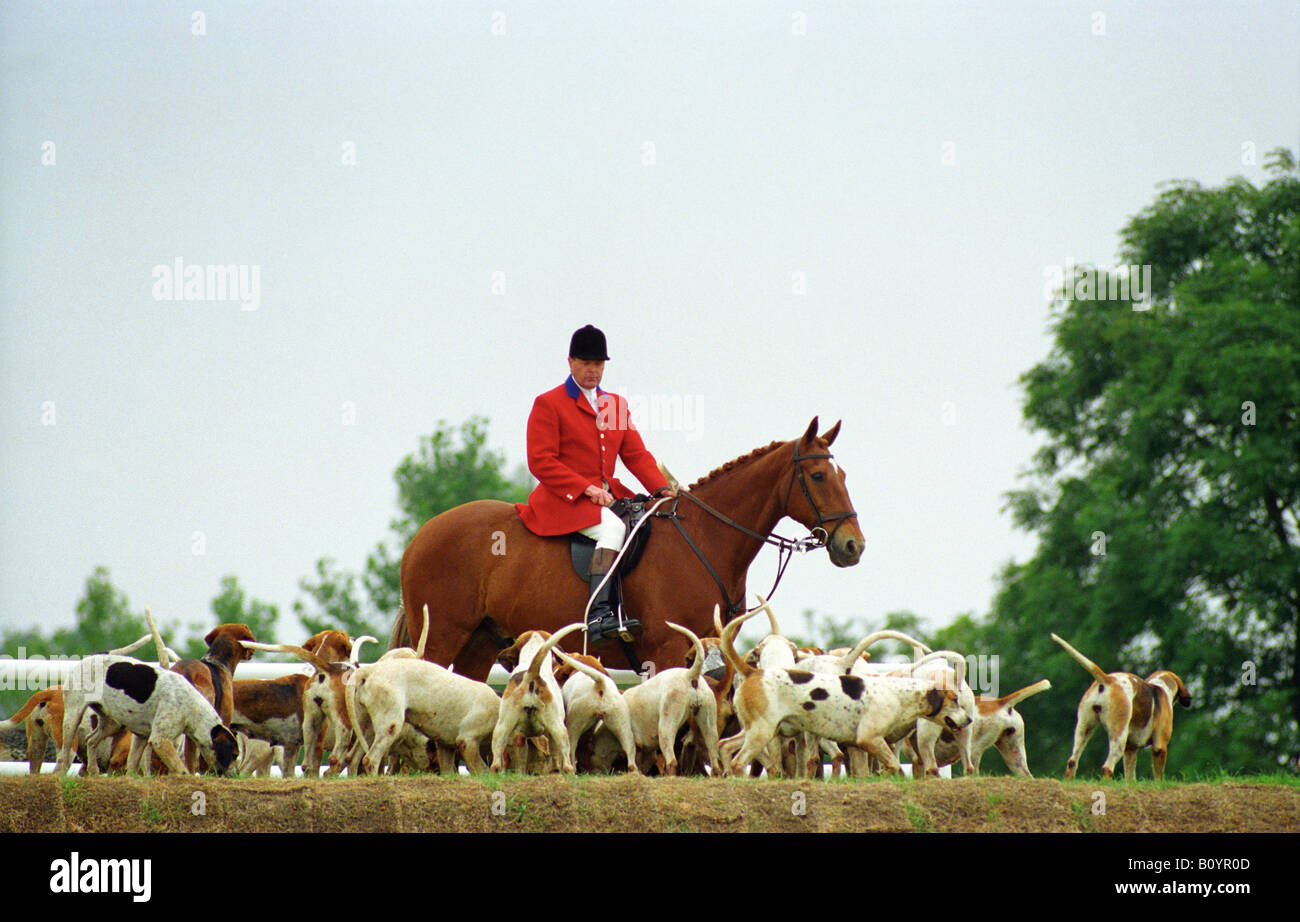 Foxhunter and hounds from the Southdown and Eridge Hunt at Hickstead West Sussex England Picture by Andrew Hasson July 9th 1999 Stock Photo