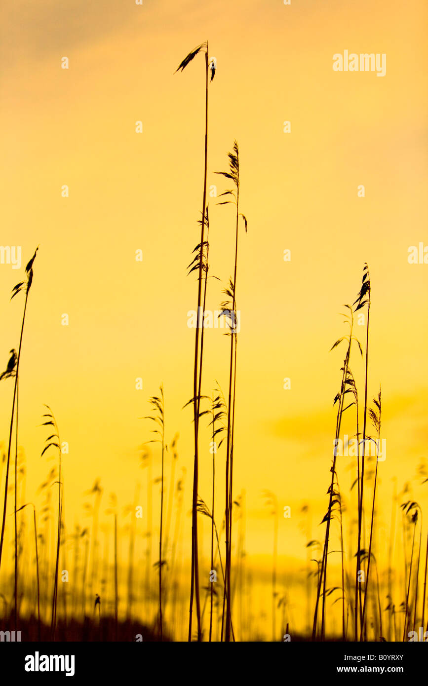 Wavey Sea Reeds Silhouettes of sea reeds against colorful sky Stock Photo - Alamy