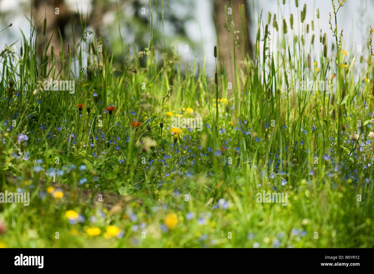 Wild flowers in field Stock Photo