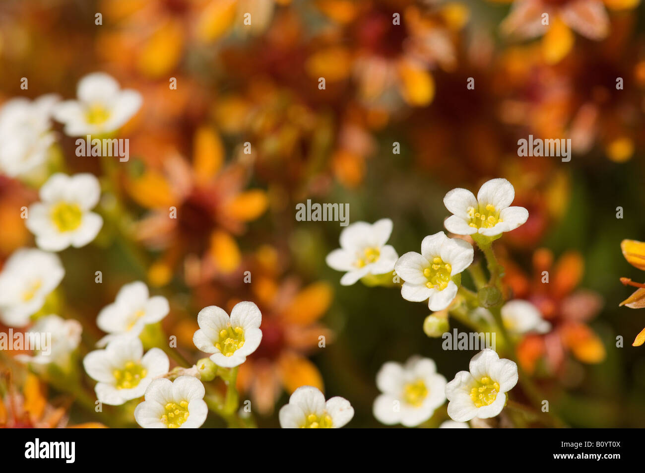White Mountain Saxifrage (Saxifraga paniculata), close-up Stock Photo