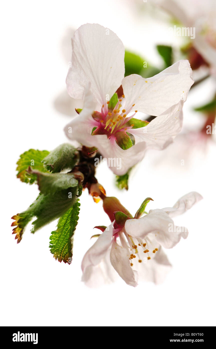 Macro of pink cherry blossoms isolated on white background Stock Photo ...