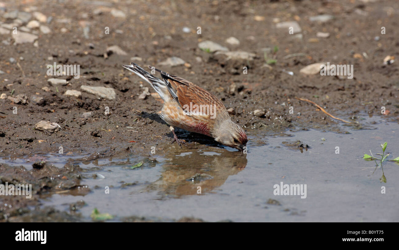 Linnet Carduelis cannabina at puddle drinking Sutton Bedfordshire Stock Photo