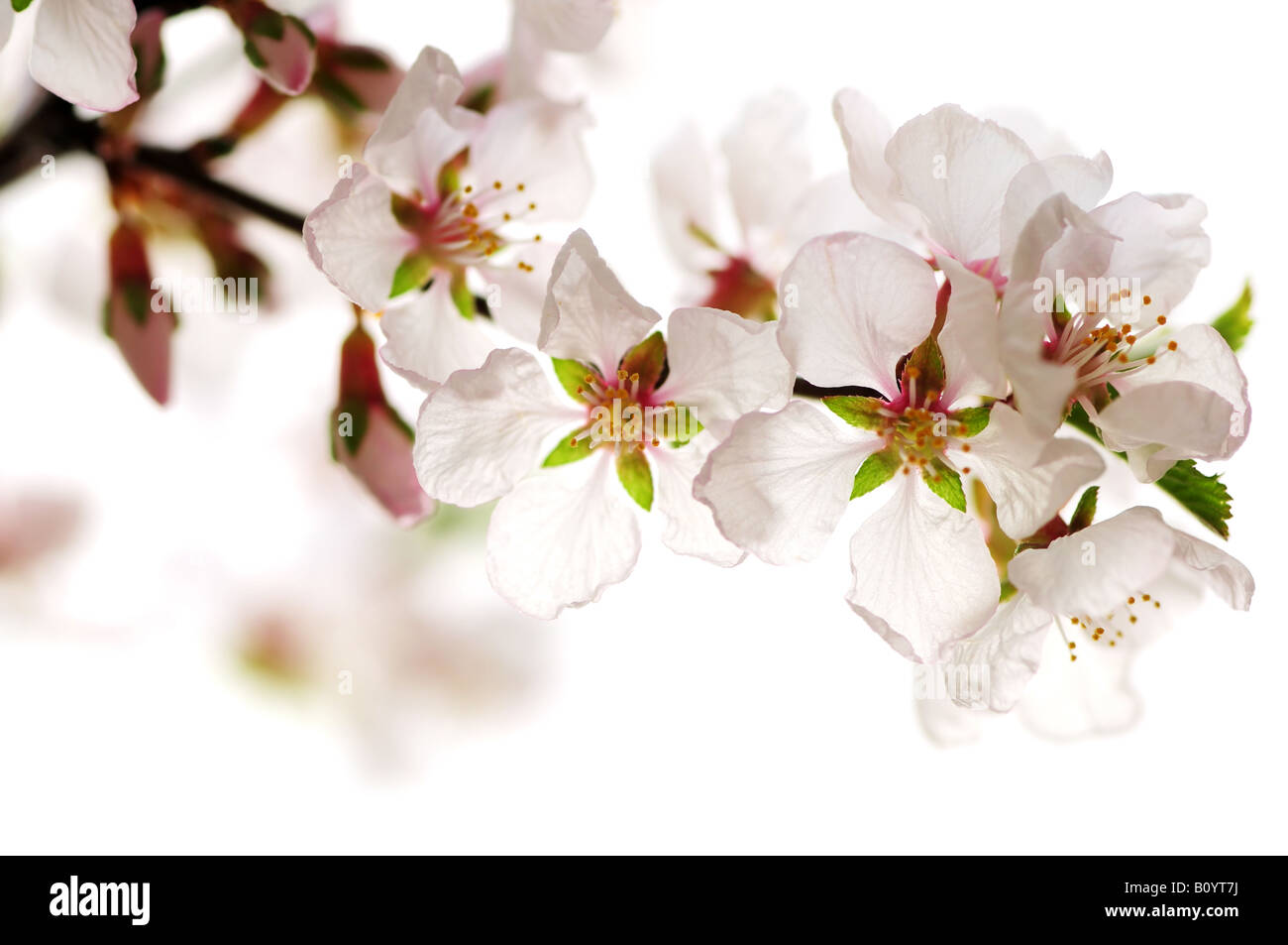 Macro of pink cherry blossoms isolated on white background Stock Photo ...