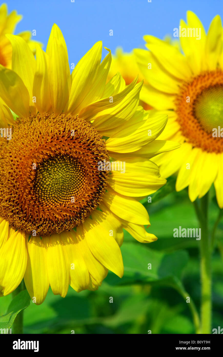 Close up on sunflowers in blooming sunflower field Stock Photo - Alamy