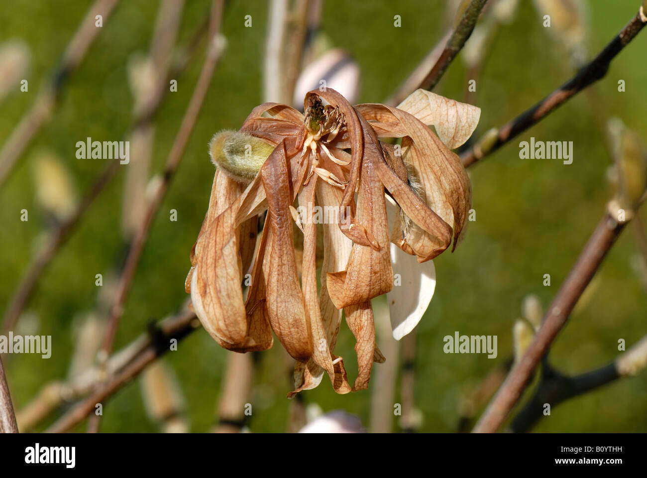 Frost damage magnolia hires stock photography and images Alamy