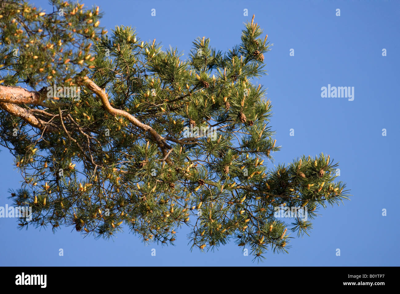 Pinus Sylvestris Rhs Scots Pine (Pinus sylvestris Stock Photo - Alamy
