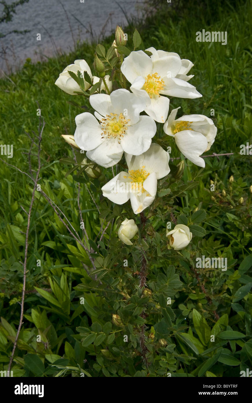 Briar flower hi-res stock photography and images - Alamy