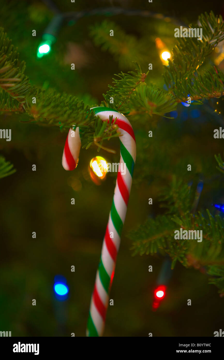 Candy Cane on a Tree Stock Photo Alamy