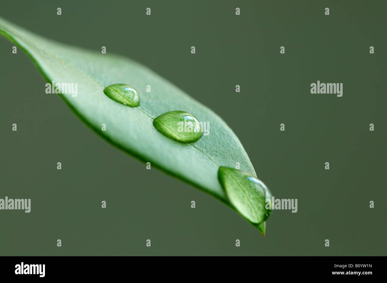 Macro of a green leaf with water drops on green background Stock Photo ...