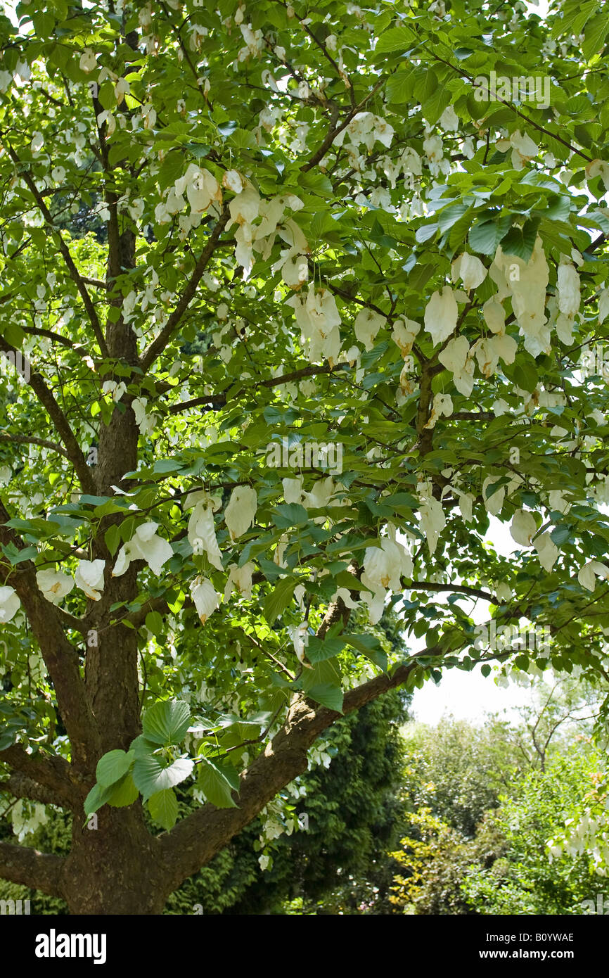 Dove Tree or Pocket Handkerchief tree (Davidia involucrata) in bloom in Spring in Sussex, England, UK Stock Photo