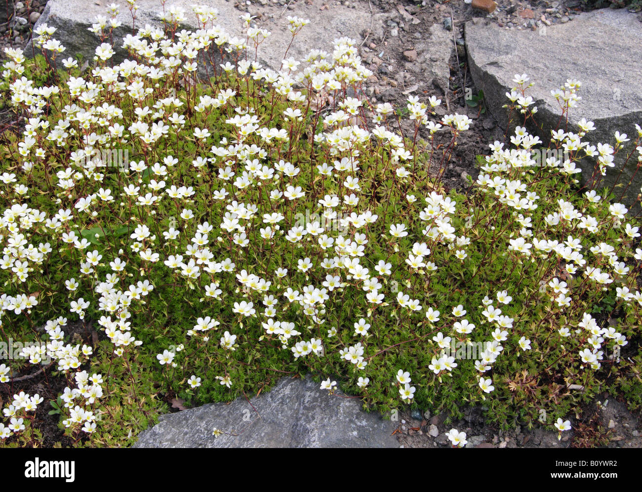 Mossy Saxifrage Saxifraga trifurcata flowers blooming Stock Photo